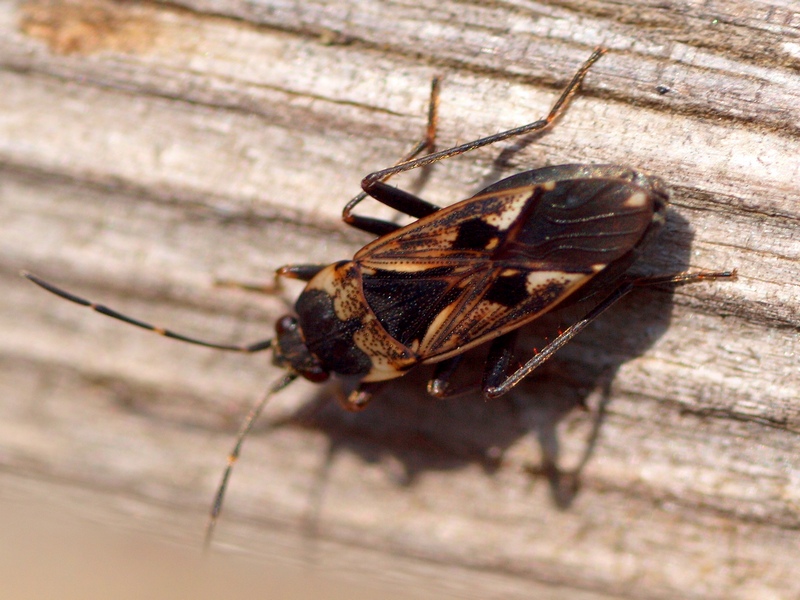 Lygaeidae: Rhyparochromus vulgaris di Treviso